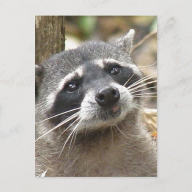 Carte postale Raccoon masqué (Devant)