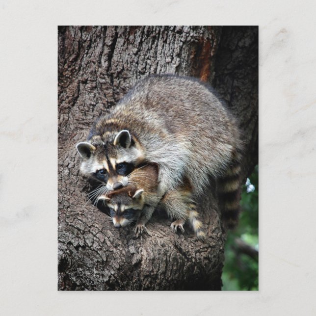 Carte Postale Raccoon mère et kit (Devant)