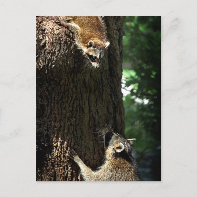 Carte Postale Raccoon mère et kit 2 (Devant)