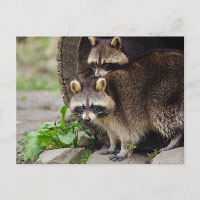 Carte Postale Raccoon mère protéger bébé (Devant)