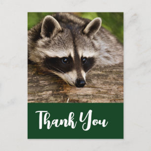 Carte Postale Raccoon mignon reposant sur un Merci de journal