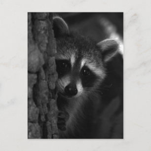 Carte Postale Raccoon Peek-a-Boo
