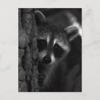 Carte Postale Raccoon Peek-a-Boo
