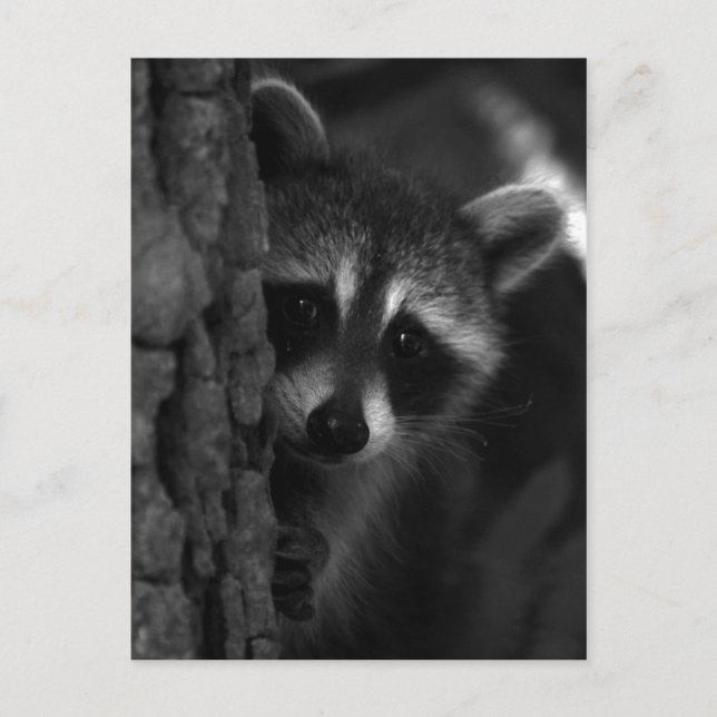 Carte Postale Raccoon Peek-a-Boo (Devant)