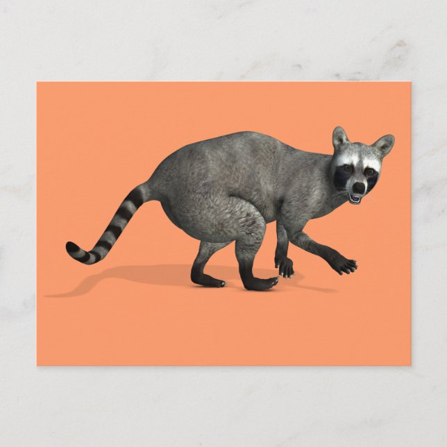 Carte Postale Raccoon surpris (Devant)