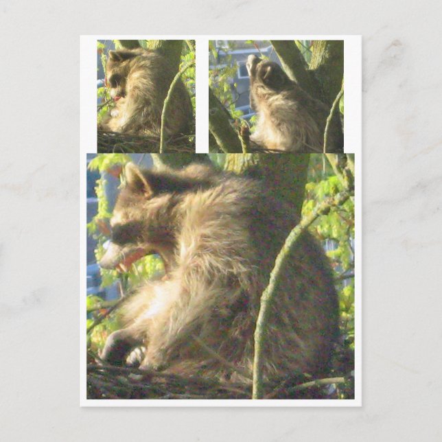 Carte postale Raccoon Yawning (Devant)