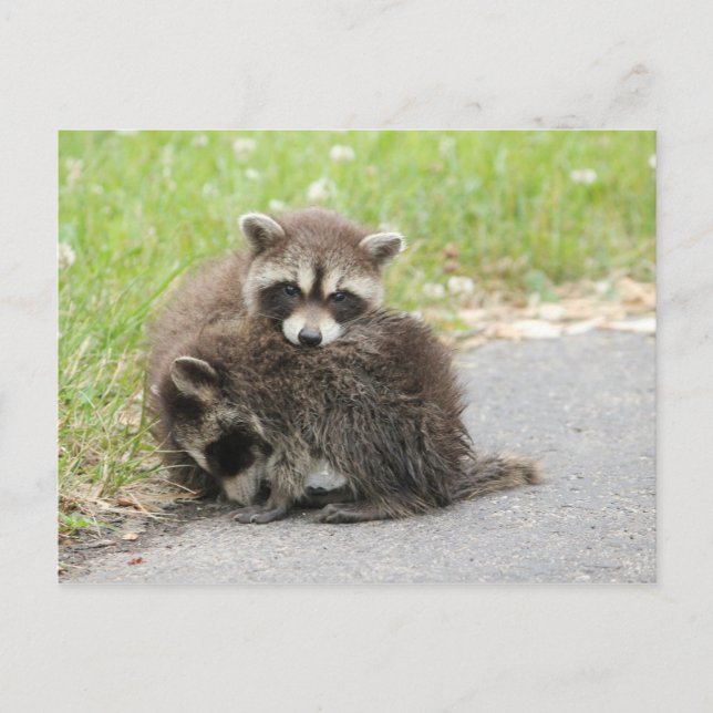 Carte Postale Raccoons pour bébés (Devant)