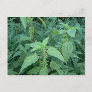 Carte Postale Raccords
