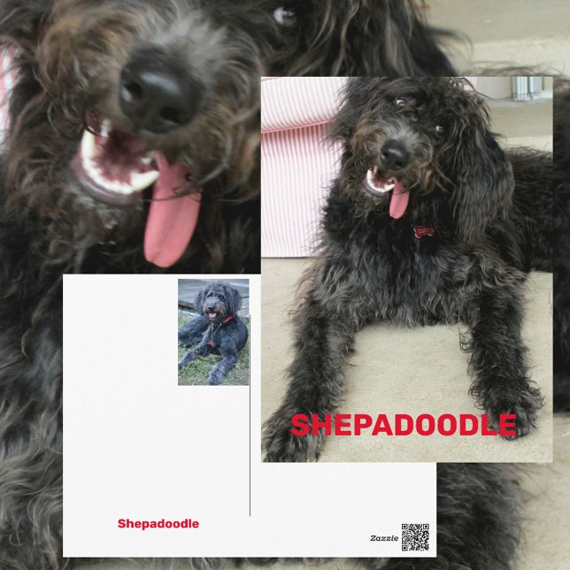 Carte Postale Race de chien Shepadoodle heureuse et idiote (Créateur téléchargé)