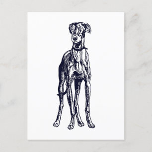 Carte Postale race Greyhound anglaise