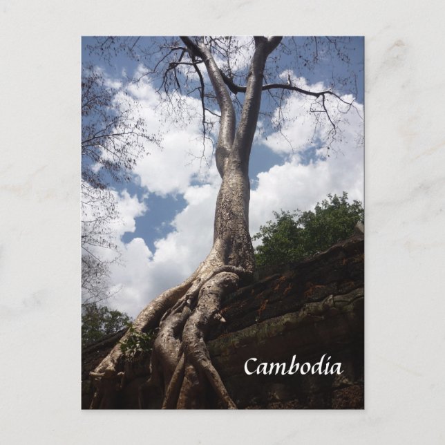 Carte Postale racine de l'arbre du prohm (Devant)