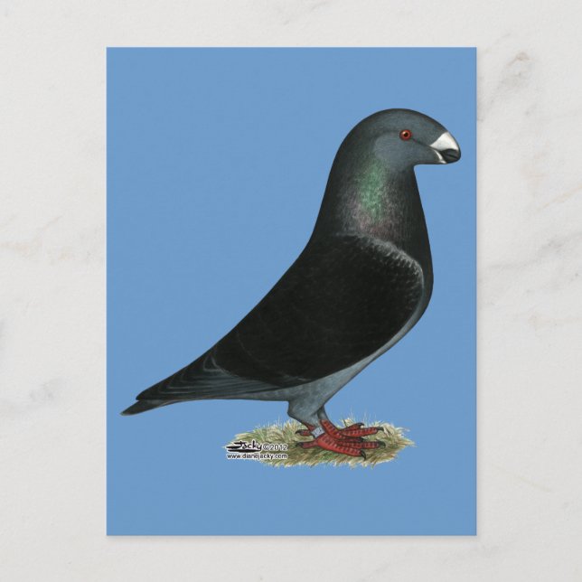 Carte Postale Racine du spectacle de velours bleu (Devant)