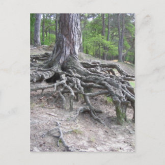 Carte Postale Racines