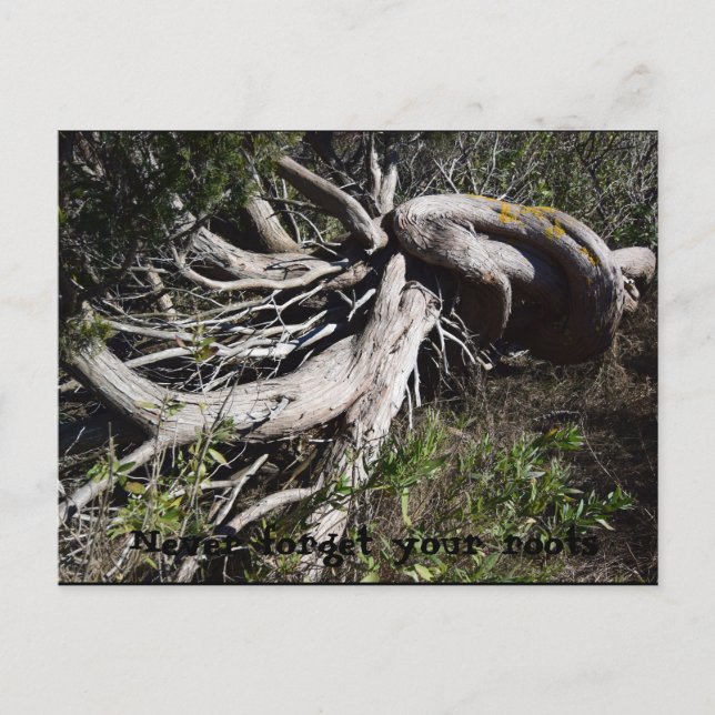 Carte Postale Racines (Devant)