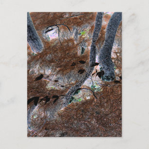 Carte Postale "Racines" Arbres Gnarled, Aiguilles De Pins, Planc