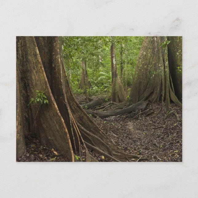 Carte Postale Racines contreforts. Forêt tropicale, Mapari Rupun (Devant)