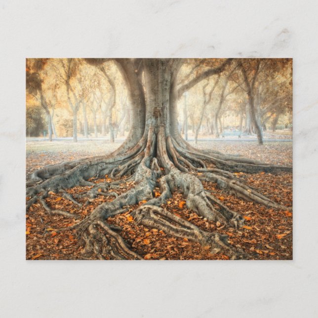 Carte Postale Racines de l'arbre antique (Devant)
