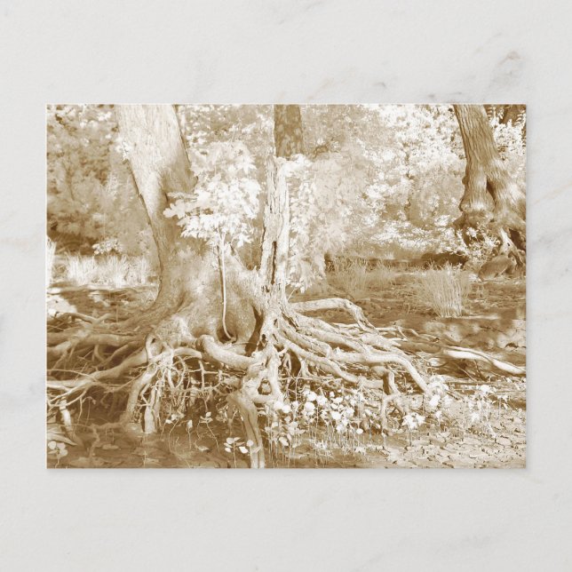 Carte Postale Racines infrarouges (Devant)