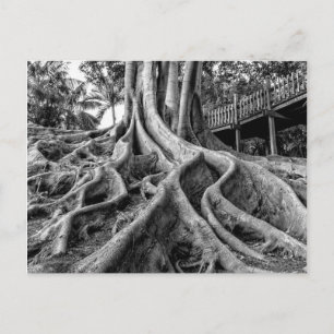 Carte Postale Racines massives d'un arbre à caoutchouc