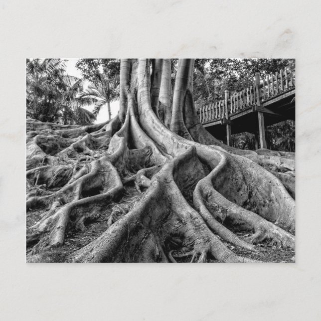 Carte Postale Racines massives d'un arbre à caoutchouc (Devant)