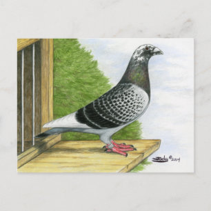 Carte Postale Racing Homer sur le Landing Board