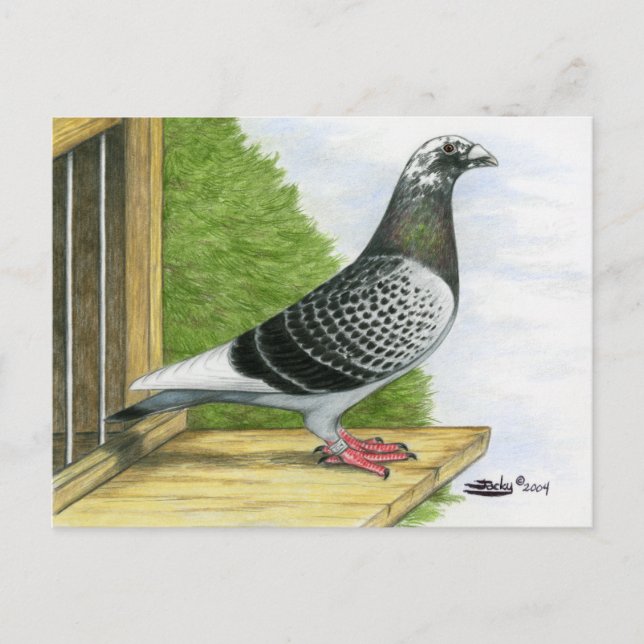 Carte Postale Racing Homer sur le Landing Board (Devant)