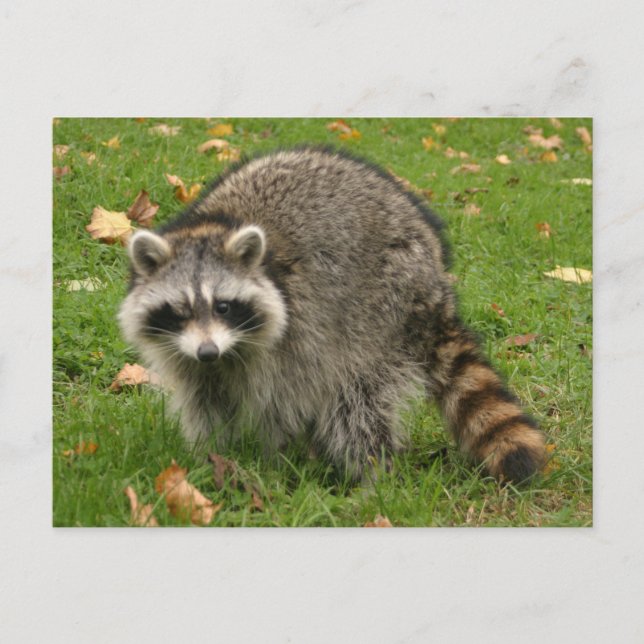 Carte Postale Racoon (Devant)