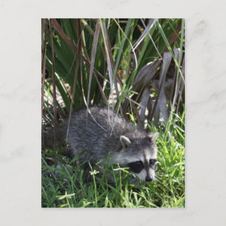 Carte postale Racoon Baby