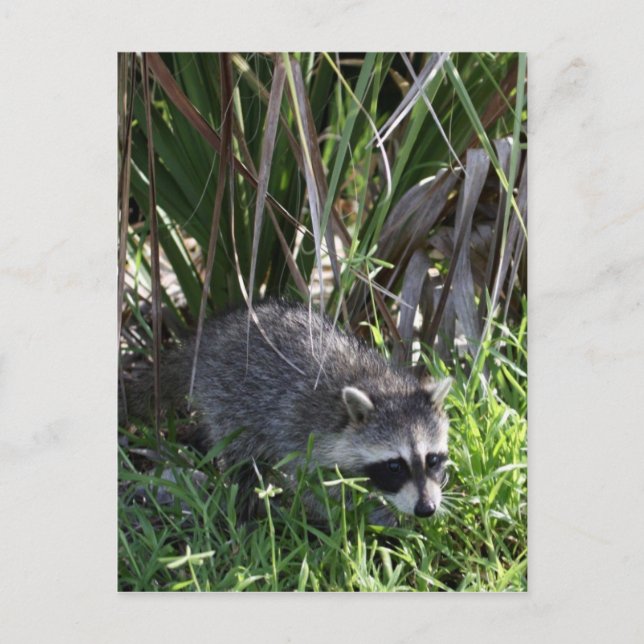Carte postale Racoon Baby (Devant)
