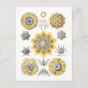 Carte Postale Radiolariens - protozoaires amiboïdes