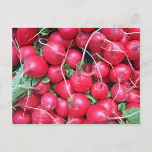 Carte Postale Radis