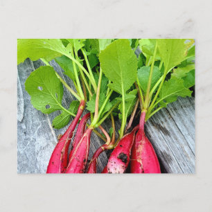 Carte Postale Radish du marché agricole