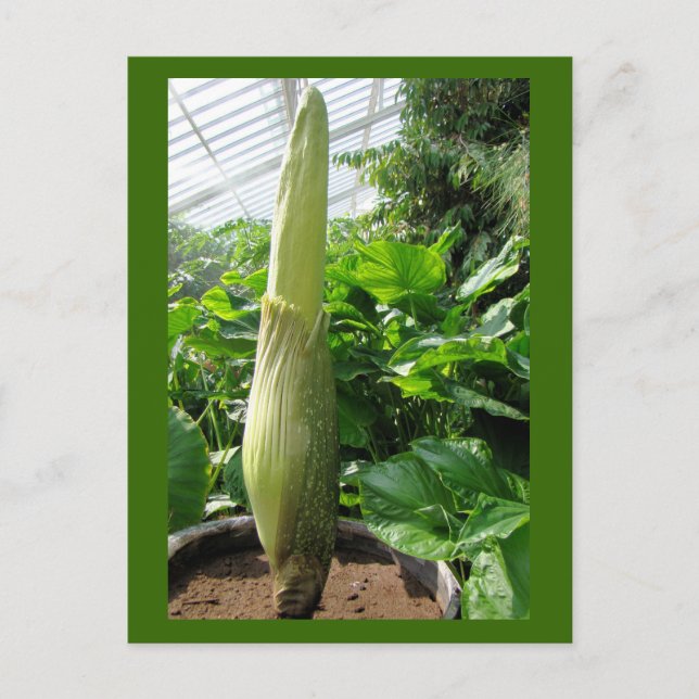 Carte Postale Rafflesia arnoldii (Devant)