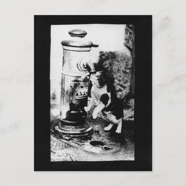 Carte Postale Rafraîchissement des chats dans la fontaine (Devant)