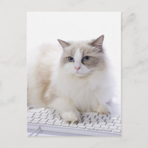 Carte Postale Ragdoll cat sur le clavier de l'ordinateur