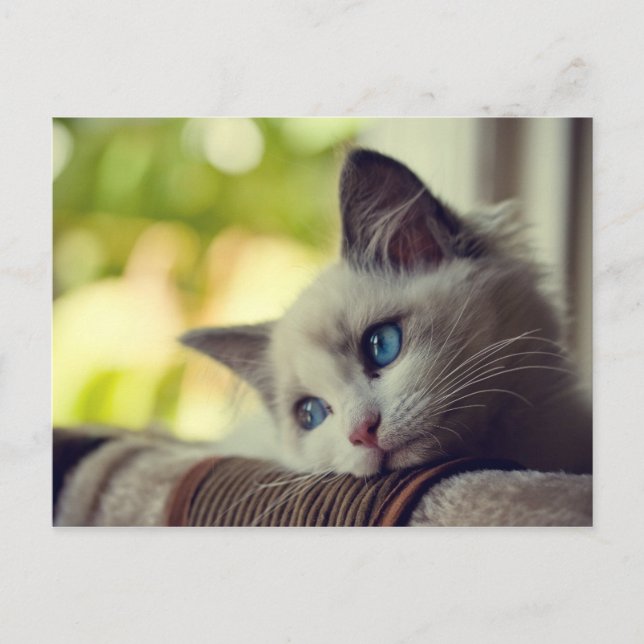 Carte Postale Ragdoll Kitten (Devant)