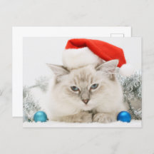 Ragdoll portant le chapeau du Père Noël