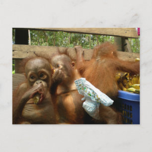 Carte Postale Raid Wild Panty