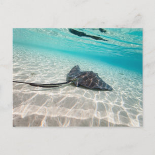 Carte Postale Raie pastenague