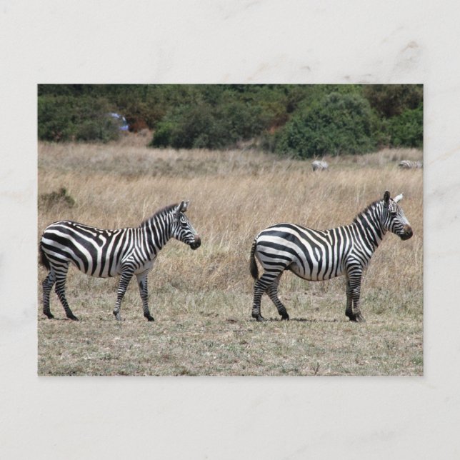 Carte Postale raies de zèbre (Devant)