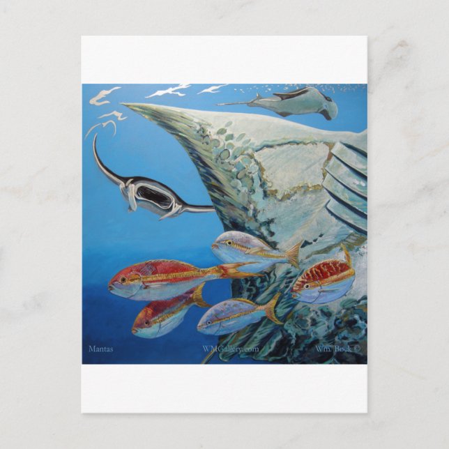 Carte Postale raies manta (Devant)