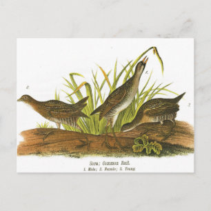 Carte Postale Rail commun