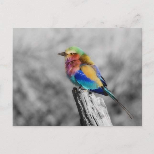 Carte Postale Rainbow bird (Devant)