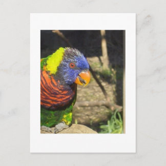 Carte Postale Rainbow Lorikeet