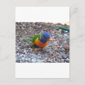 Carte Postale Rainbow Lorikeet