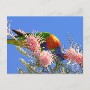 Carte Postale Rainbow Lorikeet