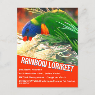 Carte Postale Rainbow Lorikeet Bird Informations pédagogiques Ph