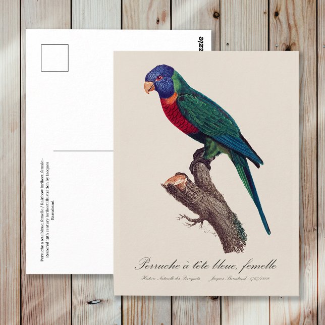 Carte Postale Rainbow lorikeet female, Trichoglossus moluccanus (Perruche a tete bleue, femelle / Rainbow lorikeet, female. Postcard)