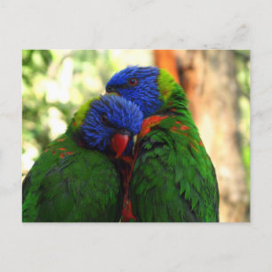 Carte Postale Rainbow Lorikeets in Love Photo