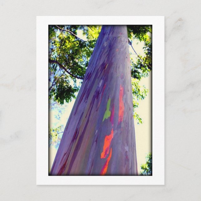 Carte Postale Rainbow Tree (Devant)
